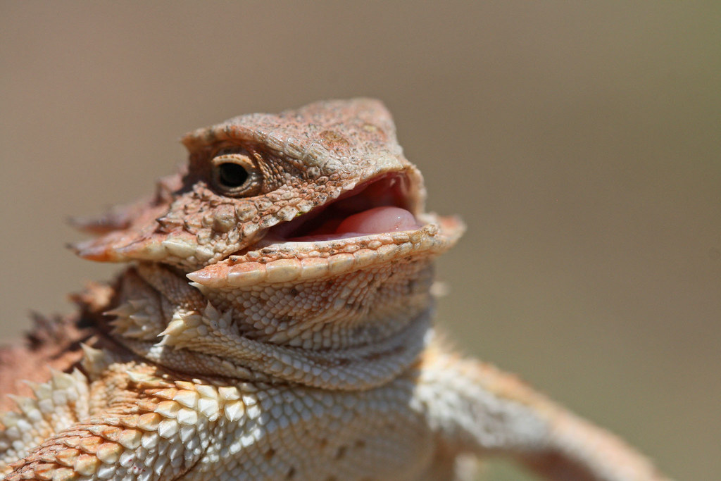Arizona's - Mogollon Rim Horned Lizard