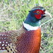 Flickr photo 'pheasant' by: RangerRich1961.