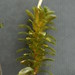 Flickr photo 'Elodea canadensis (Canadian Waterweed / Brede waterpest) 0441' by: Bas Kers (NL).