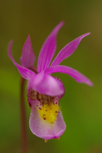 orchid bc wildflower fairyslipper pinkcanada