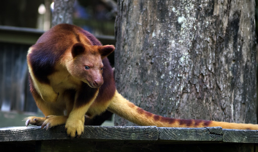 Goodfellow's Tree Kangaroo by Erik K Veland