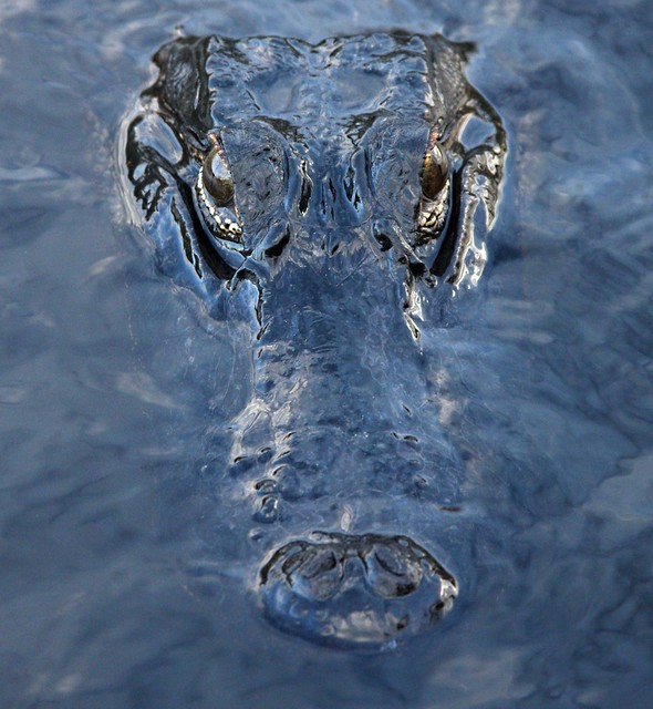 Alligator In the Evergaldes National Park CloseUp - EXPLORE #81 - 02/22/2009