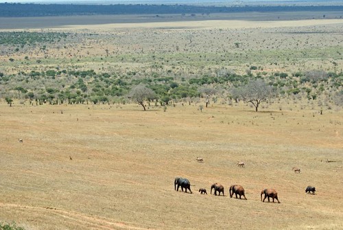 elephant game nikon kenya reserve safari soe tsavo d80 abigfave platinumphoto theunforgettablepictures goldstaraward grouptripod