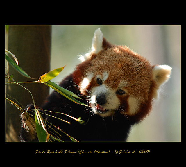 Panda Roux (La Palmyre, Charente-Maritime)