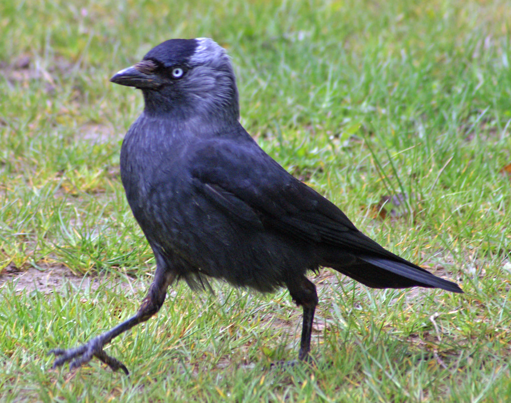 Jackdaw Corvus Monedula Slimbridge Gloucestershire Flickr jackdaw-corvus-monedula-slimbridge-gloucestershire-flickr
