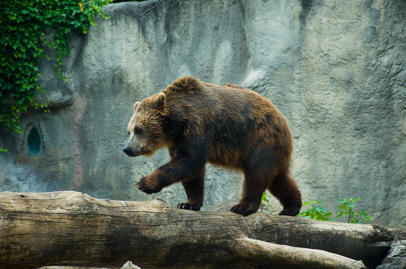 Orso Bruno (Bioparco di Roma)