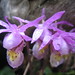 Flickr photo 'Calypso orchid (Calypso bulbosa)' by: Andy Kraemer.