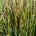 Flickr photo 'Carex aquatilis (Water Sedge / Noordse zegge) 0214' by: Bas Kers (NL).