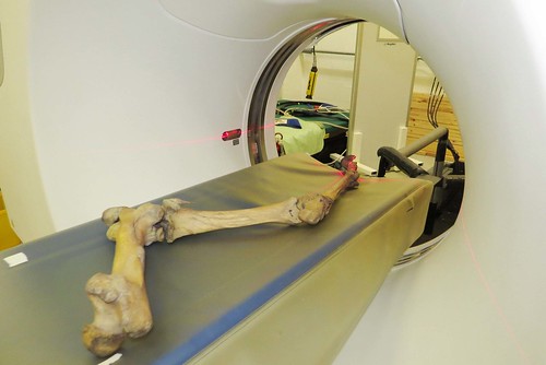 CT scanning quagga bone