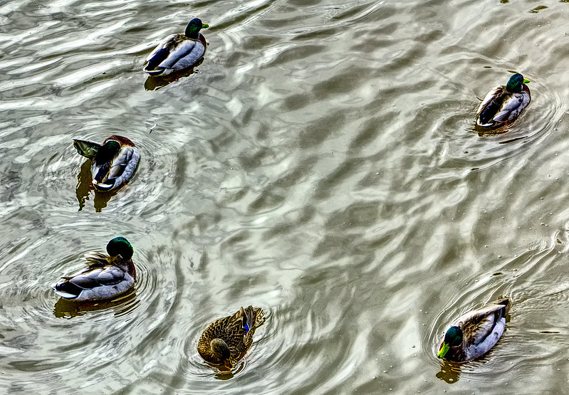 Ring-a-ring o' - mallards?