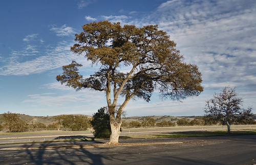 reststop tree view highway101 camproberts