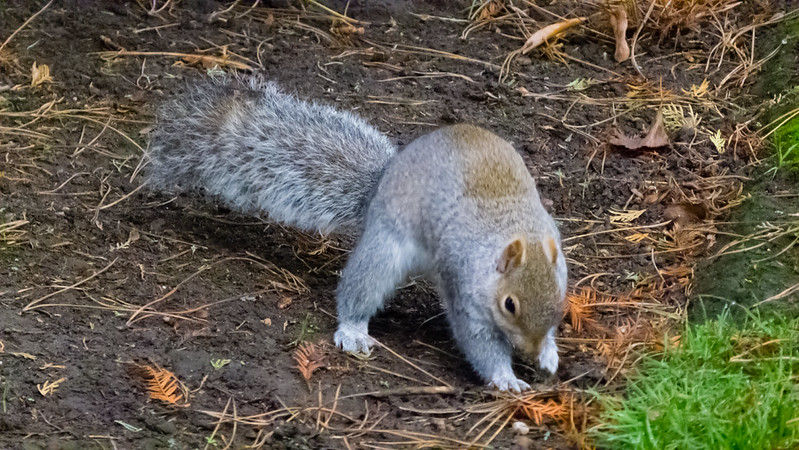 Squirrel, delving