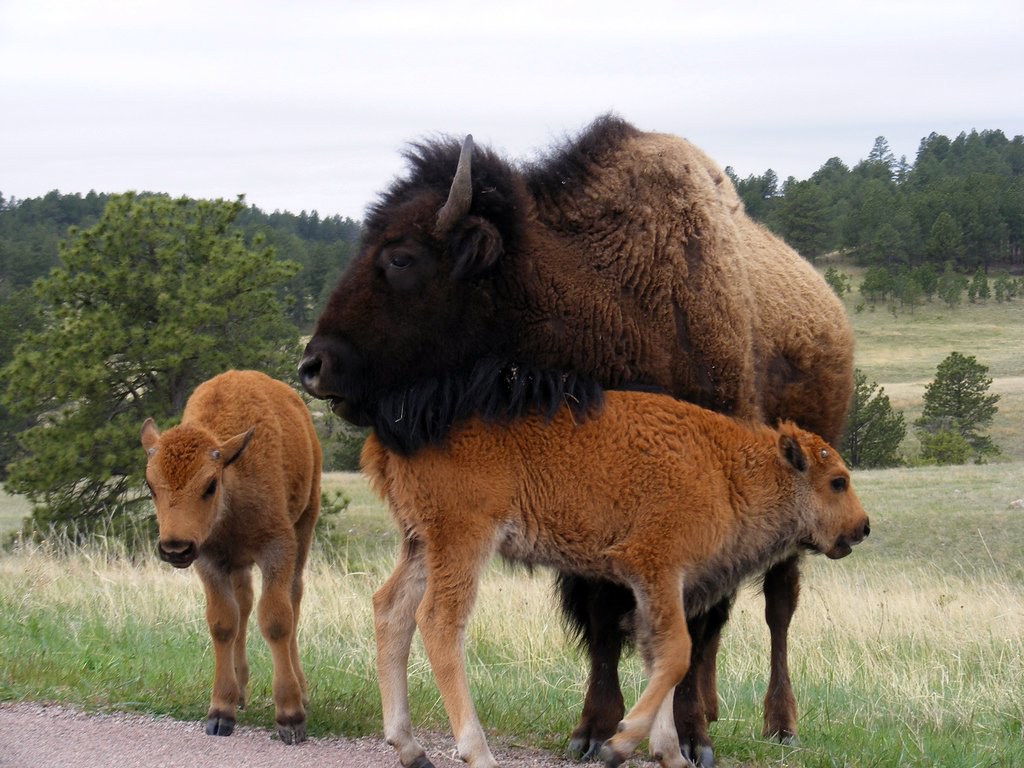 Buffalo and Babies Custer State Park, South Dakota David BenAriel
