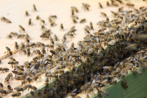 Sterzelnde Bienen | by blumenbiene
