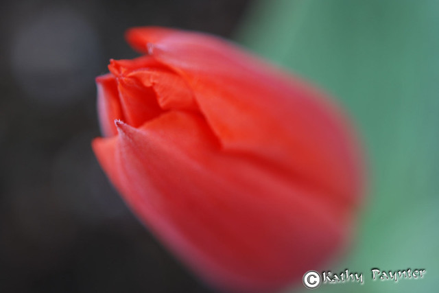 Soft Red Tulip