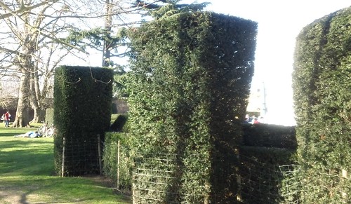 Topiaries Hedge to keep out the wind at the cafeteria entrance