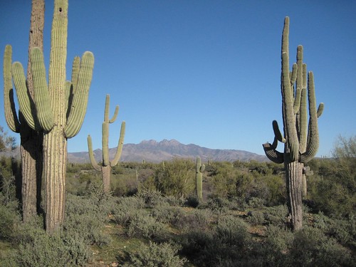 Four Peaks Seen Through Cactus Goal Posts