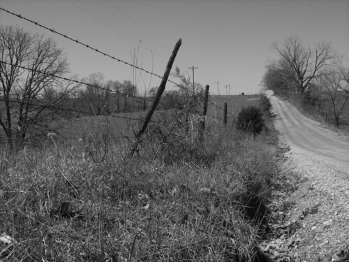 road flowers bw white black macro nature beauty canon fence wire weeds flora close ditch insects bugs powershot ups dirt missouri rivers streams barb ozarks barbwire gravel ozark creeks macrophotosnolimits a460 macrolife