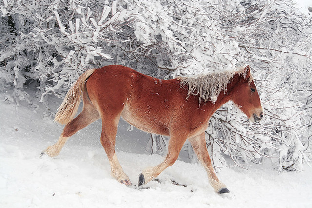 Cavallo sulla neve