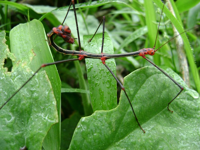 Oreophoetes peruana, male