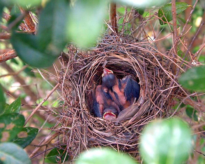 Baby Cardinals