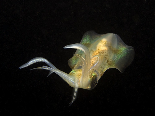 Calamari Squid revisited by käptncook