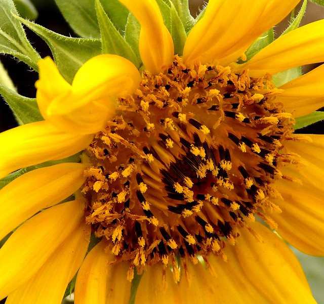 Girasol 01 - Sun flower
