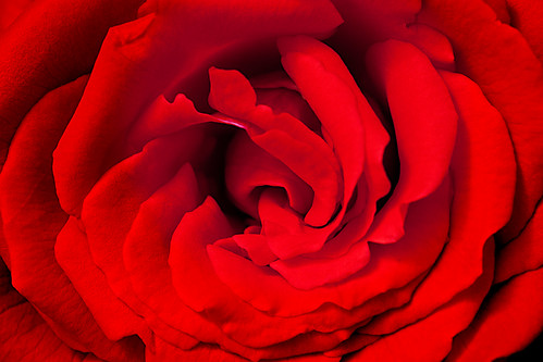 Rosa Roja - Red Rose | This work is licensed under a Creativ… | Flickr