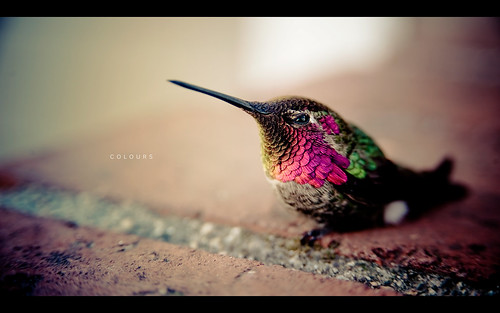 Hummingbird by isayx3