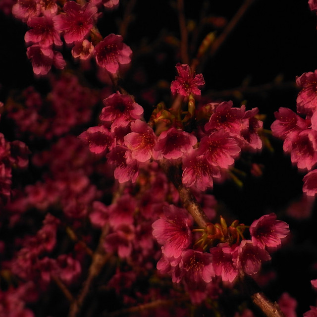 寒緋桜 cherry blossoms
