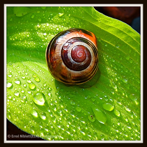 Shy Snail (1) DSC_3063 by Tripod 01