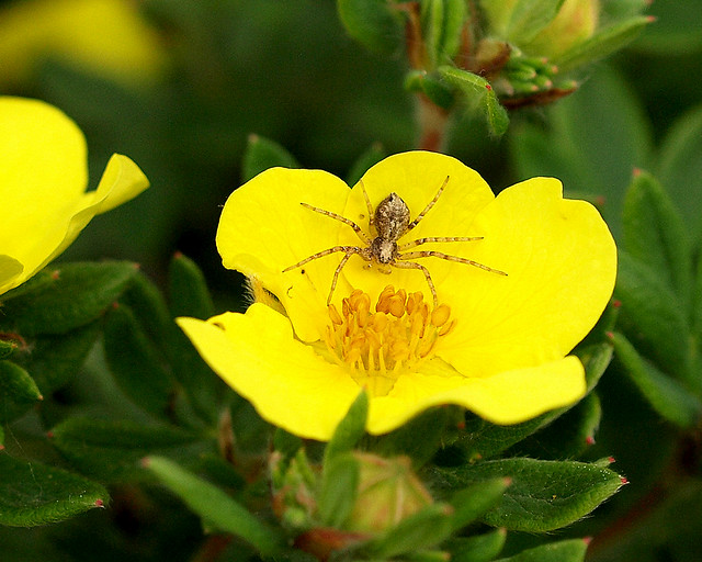 Spider at yellow Flower