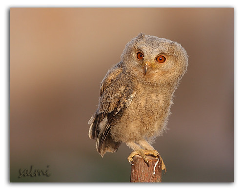 Scops owl | by Zahoor-Salmi