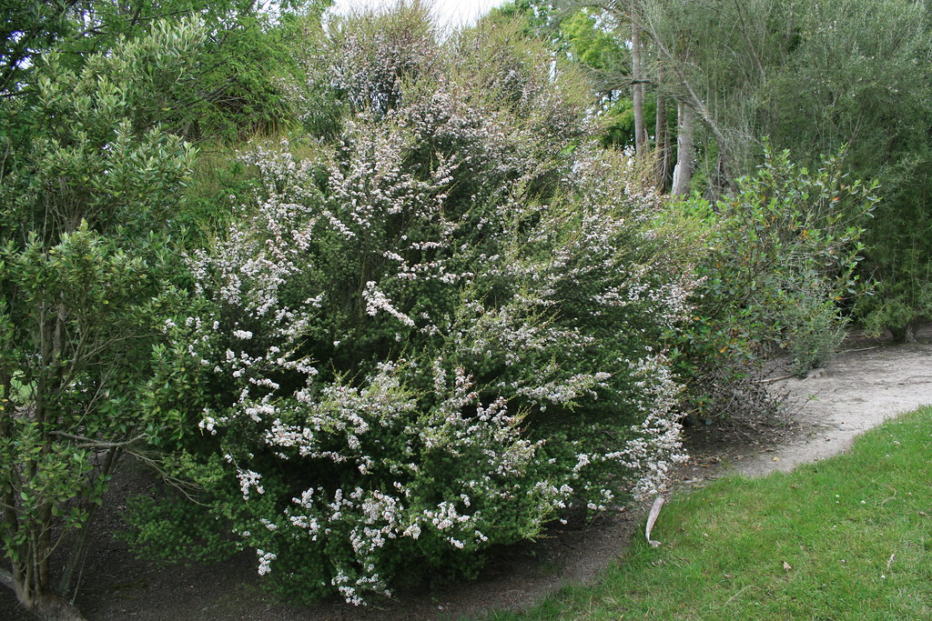 Burgan/Kanuka Kunzea ericoides Native Shrub Seed Hardy White Flower to 5 metres.