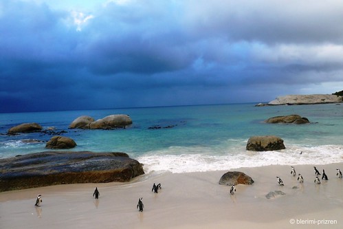 South Africa - Boulders Beach - Jackass Penguins | by blerimi-prizren