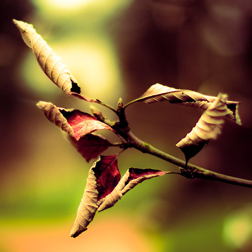 it wouldn't be sad bokeh friday without some crispy leaves by harold.lloyd