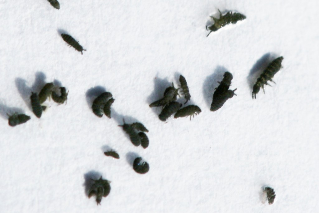 Purple Springtail Hypogastrura vernalis (Purple-scum Springtail) | Purple-scum… | Flickr