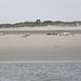 Flickr photo 'Phoca vitulina (Common seals / Gewone zeehonden) and Halichoerus grypus (Atlantic Grey Seal / Grijze zeehond) in front of Rottumerplaat' by: Bas Kers (NL).