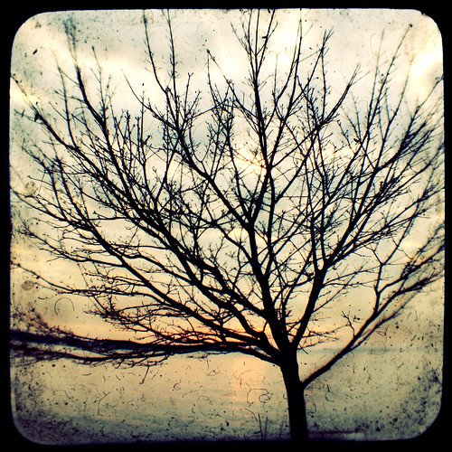 winter sunset tree connecticut thamesriver lis argus silohuette longislandsound groton averypoint ttv courtnayjaniak