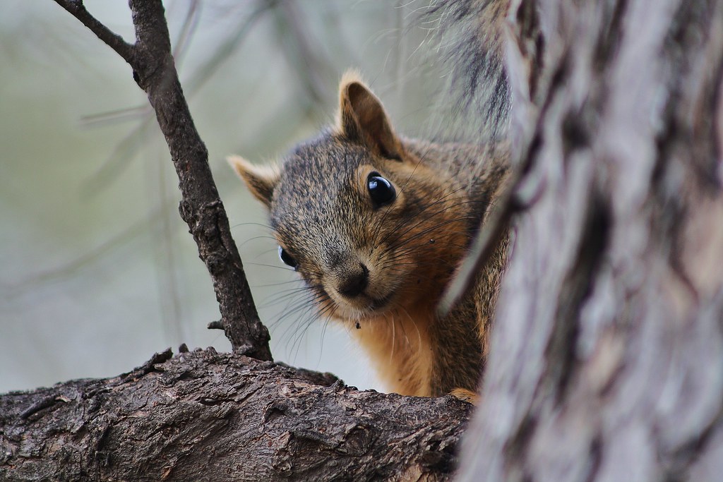 Squirrel Boo Peek a Boo | Squirrel Peeking at me! City Park Uvalde Tx. | Tripp ...