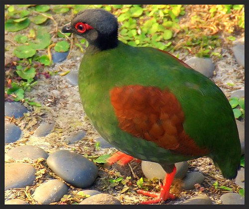 Proud to be green by natural wonders photography