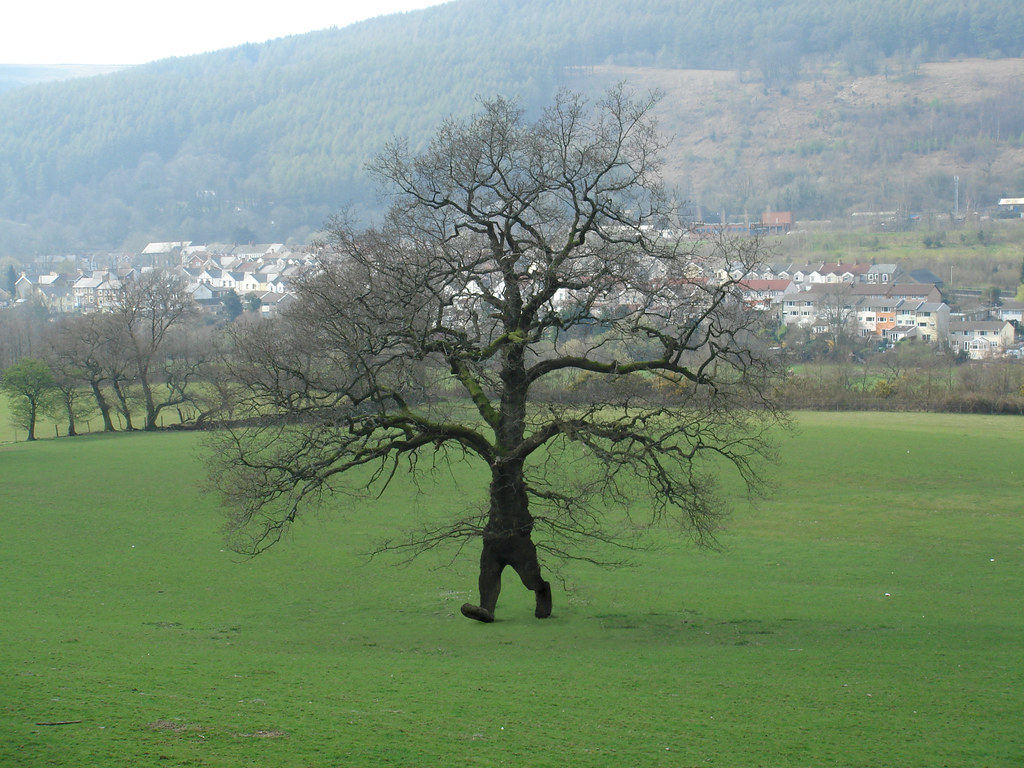 walking tree, Leeber