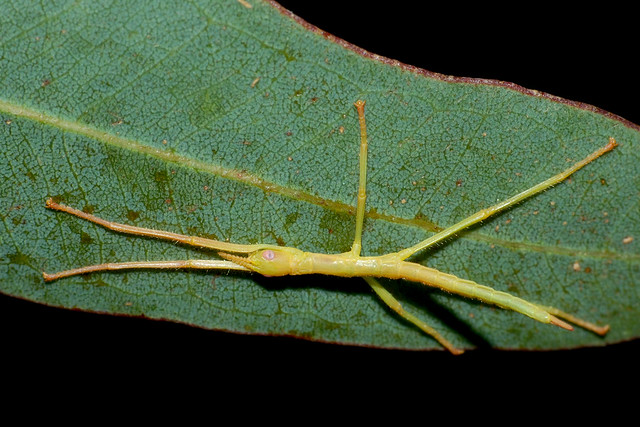 Pink eyes look good on a Stick insect