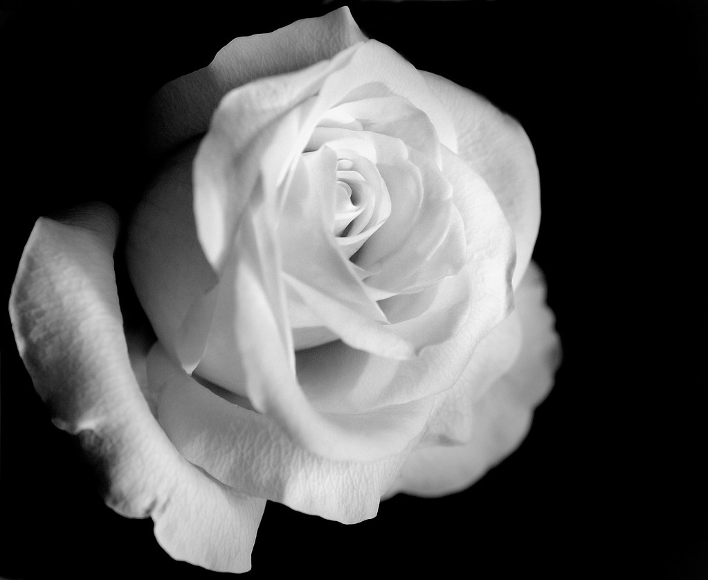 Black&White Rose by linlaw39