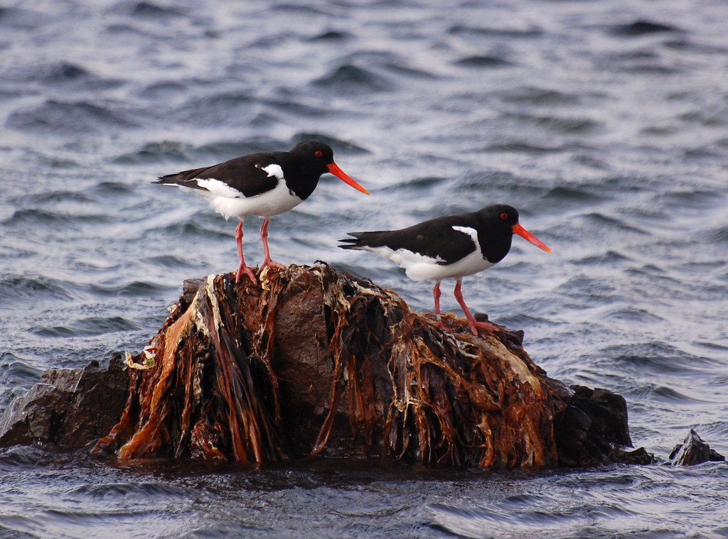 Oystercatcher by weetoon66