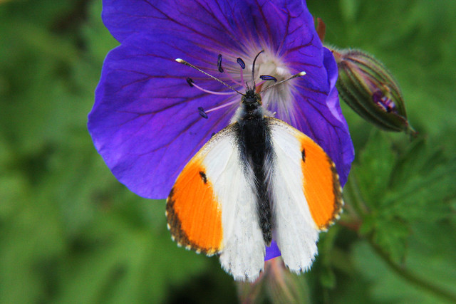 Male Orange-Tip Butterfly