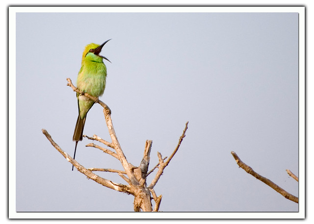 Green Bee-eater {Merops orientalis}