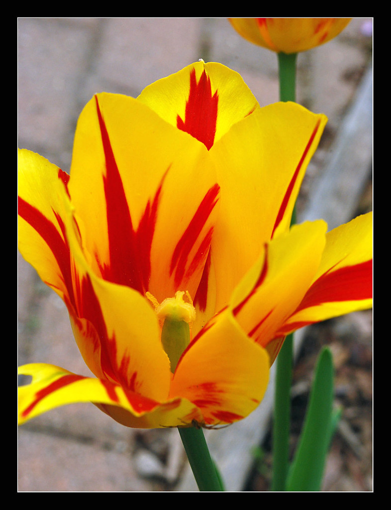 My striped tulip by sjb4photos
