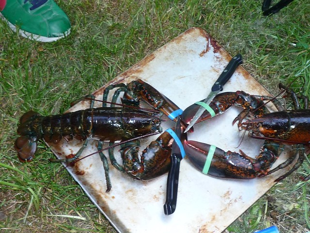 Lobster Knife Fight | they wouldn't actually fight and ...