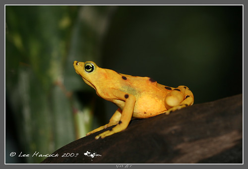 Panamanian Golden Frog by leeinhisroom